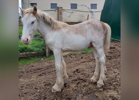 Cob Irlandese / Tinker / Gypsy Vanner, Stallone, 1 Anno, Sabino