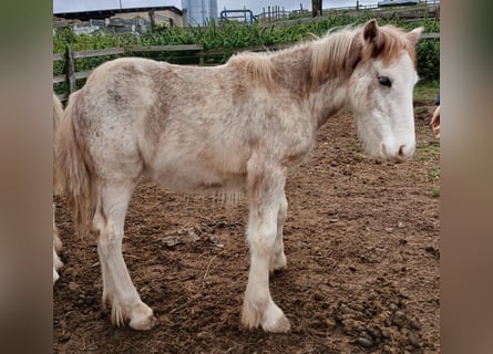 Cob Irlandese / Tinker / Gypsy Vanner, Stallone, 1 Anno, Sabino