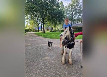 Cob Irlandese / Tinker / Gypsy Vanner, Stallone, 2 Anni, 130 cm, Pezzato