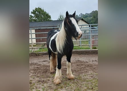 Cob Irlandese / Tinker / Gypsy Vanner, Stallone, 2 Anni, 153 cm, Tobiano-tutti i colori