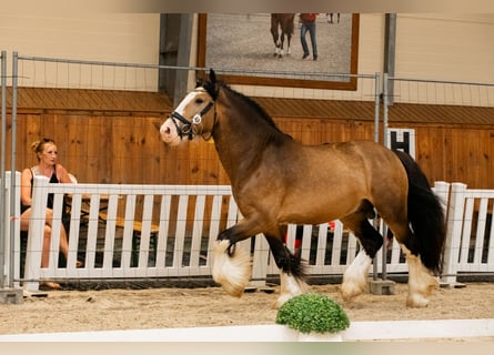 Cob Irlandese / Tinker / Gypsy Vanner, Stallone, 4 Anni, 148 cm, Pelle di daino