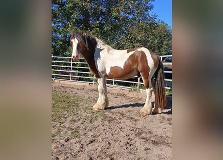 Cob Irlandese / Tinker / Gypsy Vanner Mix, Stallone, 4 Anni, 160 cm, Baio