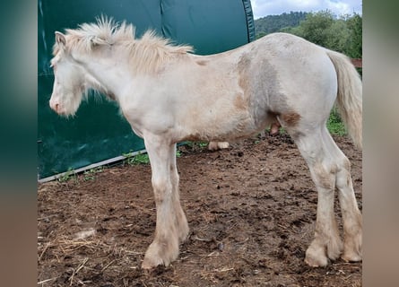 Cob Irlandese / Tinker / Gypsy Vanner, Stallone, Puledri (04/2024), 155 cm, Sabino