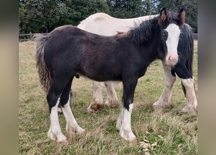 Cob Irlandese / Tinker / Gypsy Vanner, Stallone, Puledri (06/2024), Baio