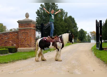 Cob Irlandese / Tinker / Gypsy Vanner, Castrone, 10 Anni, 142 cm, Tobiano-tutti i colori