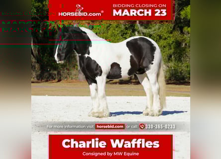 Cob Irlandese / Tinker / Gypsy Vanner Mix, Castrone, 10 Anni, 152 cm, Pezzato