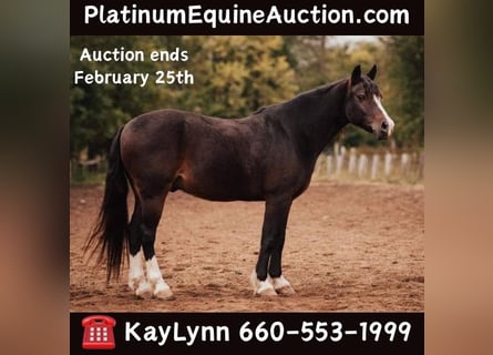 Cob Irlandese / Tinker / Gypsy Vanner, Castrone, 11 Anni, 137 cm, Baio ciliegia