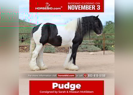 Cob Irlandese / Tinker / Gypsy Vanner, Castrone, 11 Anni, 152 cm, Pezzato