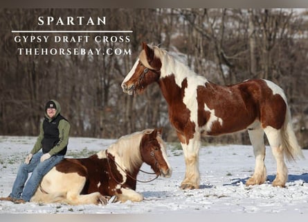 Cob Irlandese / Tinker / Gypsy Vanner Mix, Castrone, 11 Anni, 163 cm, Sauro scuro