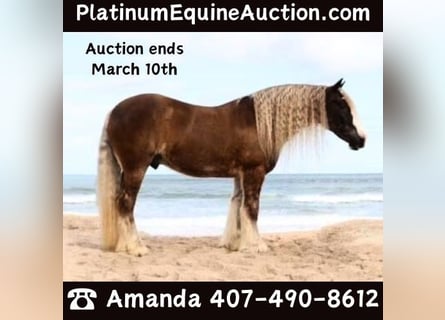 Cob Irlandese / Tinker / Gypsy Vanner, Castrone, 12 Anni, 152 cm, Baio ciliegia