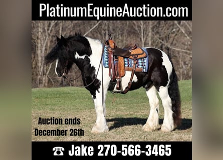 Cob Irlandese / Tinker / Gypsy Vanner, Castrone, 12 Anni, 152 cm, Morello