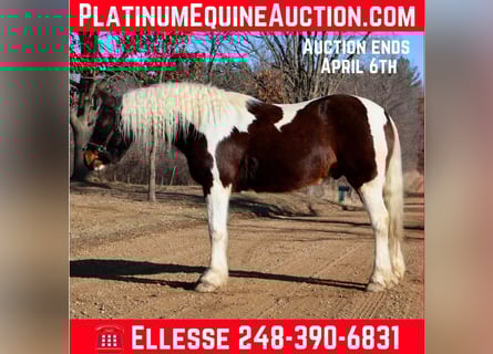 Cob Irlandese / Tinker / Gypsy Vanner, Castrone, 12 Anni, 157 cm, Tobiano-tutti i colori