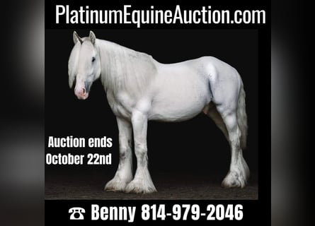 Cob Irlandese / Tinker / Gypsy Vanner, Castrone, 13 Anni, 147 cm, Grigio