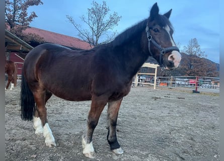 Cob Irlandese / Tinker / Gypsy Vanner Mix, Castrone, 19 Anni, 139 cm, Baio scuro