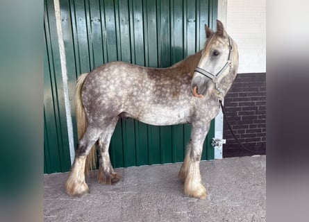 Cob Irlandese / Tinker / Gypsy Vanner, Castrone, 3 Anni, 140 cm, Grigio pezzato