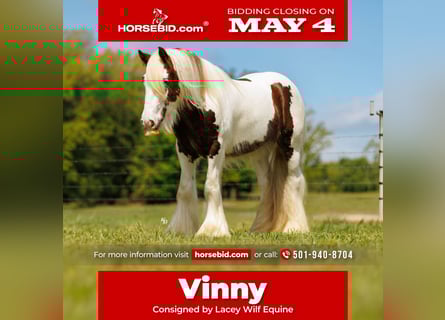 Cob Irlandese / Tinker / Gypsy Vanner, Castrone, 3 Anni, 142 cm, Tobiano-tutti i colori