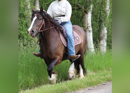 Cob Irlandese / Tinker / Gypsy Vanner, Castrone, 3 Anni, 143 cm, Morello