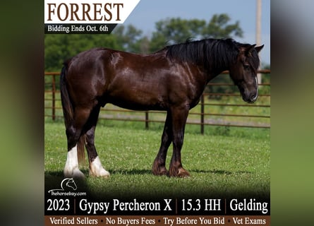Cob Irlandese / Tinker / Gypsy Vanner Mix, Castrone, 3 Anni, 160 cm, Morello