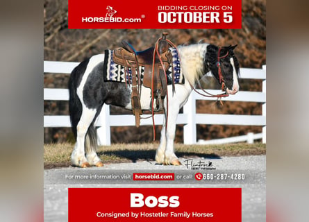 Cob Irlandese / Tinker / Gypsy Vanner Mix, Castrone, 4 Anni, 102 cm, Pezzato