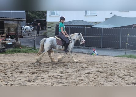 Cob Irlandese / Tinker / Gypsy Vanner, Castrone, 4 Anni, 123 cm, Pezzato
