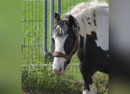 Cob Irlandese / Tinker / Gypsy Vanner, Castrone, 4 Anni, 136 cm, Pezzato