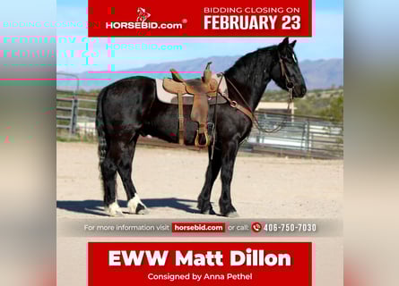 Cob Irlandese / Tinker / Gypsy Vanner Mix, Castrone, 4 Anni, 152 cm, Morello