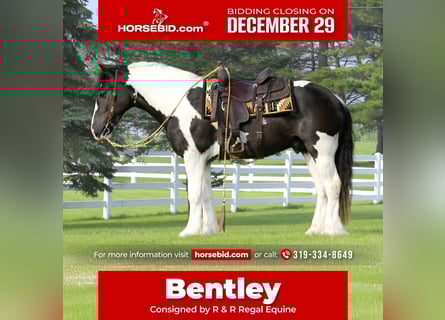 Cob Irlandese / Tinker / Gypsy Vanner Mix, Castrone, 4 Anni, 152 cm, Pezzato