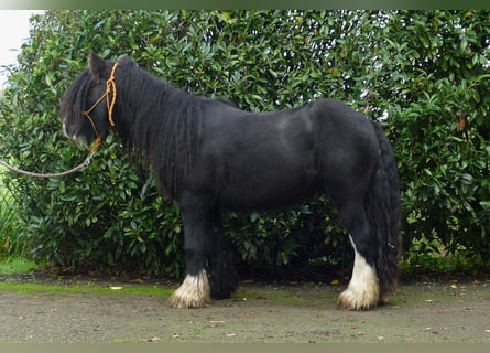 Cob Irlandese / Tinker / Gypsy Vanner, Castrone, 5 Anni, 133 cm, Morello