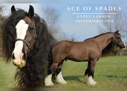 Cob Irlandese / Tinker / Gypsy Vanner, Castrone, 5 Anni, 147 cm, Morello