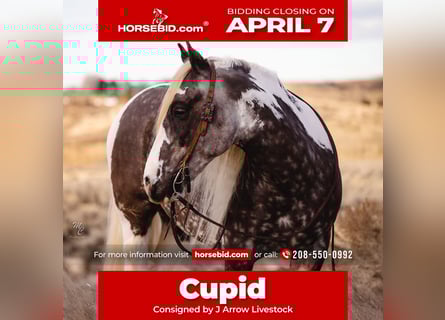 Cob Irlandese / Tinker / Gypsy Vanner, Castrone, 5 Anni, 150 cm, Tobiano-tutti i colori