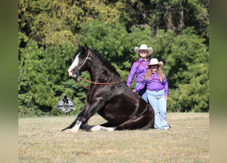 Cob Irlandese / Tinker / Gypsy Vanner, Castrone, 5 Anni, 152 cm, Morello