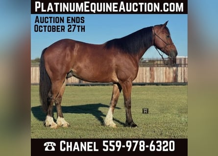 Cob Irlandese / Tinker / Gypsy Vanner, Castrone, 5 Anni, Baio ciliegia