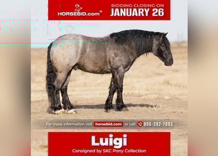 Cob Irlandese / Tinker / Gypsy Vanner Mix, Castrone, 6 Anni, 135 cm, Roano blu