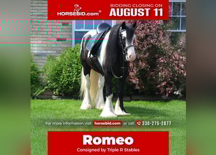 Cob Irlandese / Tinker / Gypsy Vanner, Castrone, 6 Anni, 137 cm