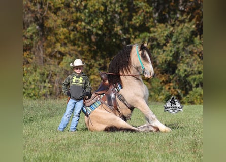 Cob Irlandese / Tinker / Gypsy Vanner, Castrone, 6 Anni, 142 cm, Pelle di daino