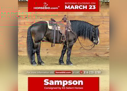 Cob Irlandese / Tinker / Gypsy Vanner, Castrone, 6 Anni, 145 cm, Baio ciliegia