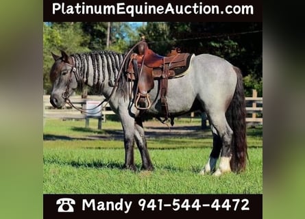 Cob Irlandese / Tinker / Gypsy Vanner, Castrone, 6 Anni, 145 cm, Roano blu