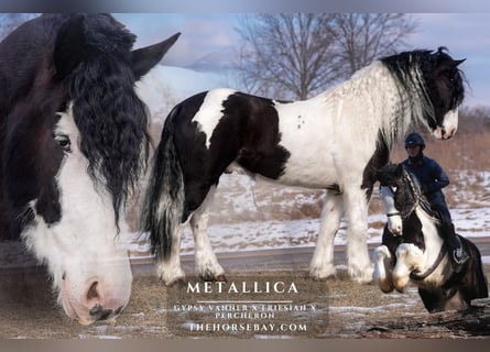 Cob Irlandese / Tinker / Gypsy Vanner, Castrone, 6 Anni, 163 cm, Tobiano-tutti i colori