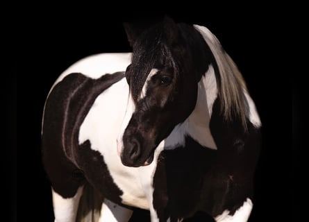 Cob Irlandese / Tinker / Gypsy Vanner, Castrone, 6 Anni