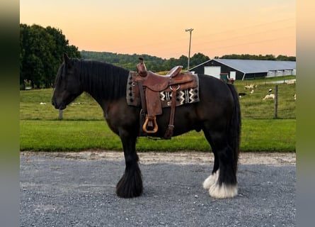 Cob Irlandese / Tinker / Gypsy Vanner, Castrone, 6 Anni, Morello