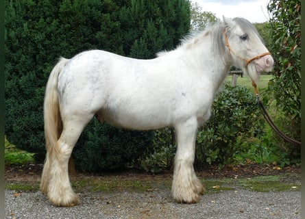 Cob Irlandese / Tinker / Gypsy Vanner, Castrone, 7 Anni, 125 cm, Grigio