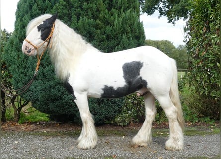Cob Irlandese / Tinker / Gypsy Vanner, Castrone, 7 Anni, 125 cm, Pezzato