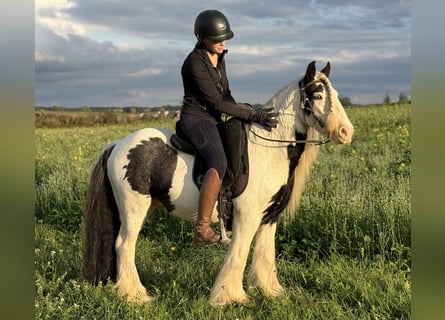 Cob Irlandese / Tinker / Gypsy Vanner, Castrone, 7 Anni, 132 cm, Pezzato