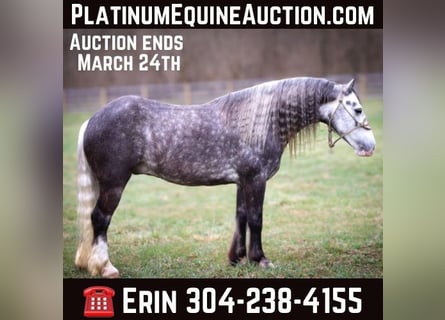 Cob Irlandese / Tinker / Gypsy Vanner, Castrone, 7 Anni, Grigio pezzato