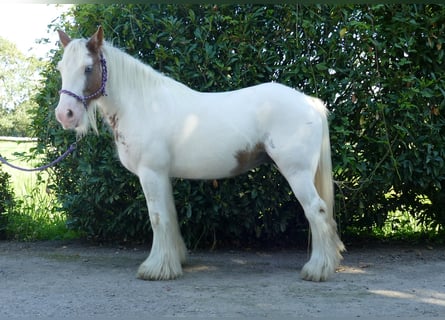 Cob Irlandese / Tinker / Gypsy Vanner, Giumenta, 10 Anni, 139 cm, Pezzato