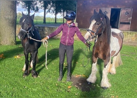Cob Irlandese / Tinker / Gypsy Vanner, Giumenta, 10 Anni, 140 cm, Pezzato