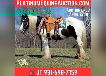 Cob Irlandese / Tinker / Gypsy Vanner, Giumenta, 11 Anni, 145 cm, Tobiano-tutti i colori