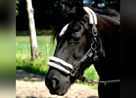 Cob Irlandese / Tinker / Gypsy Vanner, Giumenta, 12 Anni, 141 cm, Morello