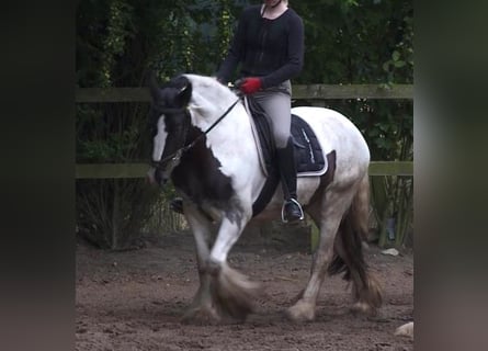Cob Irlandese / Tinker / Gypsy Vanner, Giumenta, 12 Anni, 152 cm, Pezzato