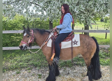Cob Irlandese / Tinker / Gypsy Vanner, Giumenta, 15 Anni, 142 cm, Baio